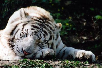 tigre blanc